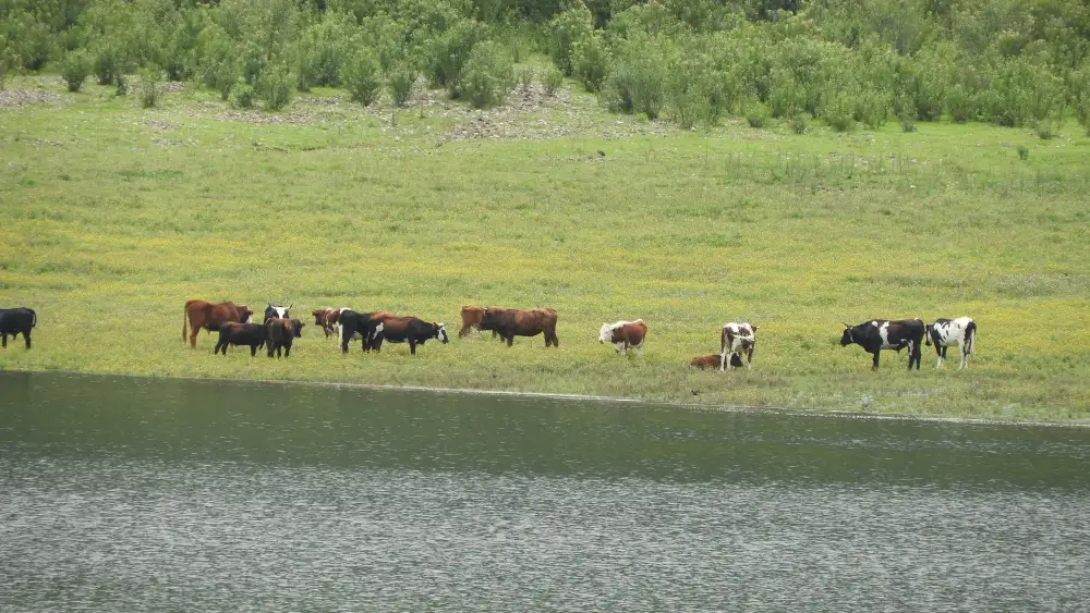 Vacas en la laguna de Yala